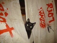Riot Jazz banners, Moderate Studio journal, 2009