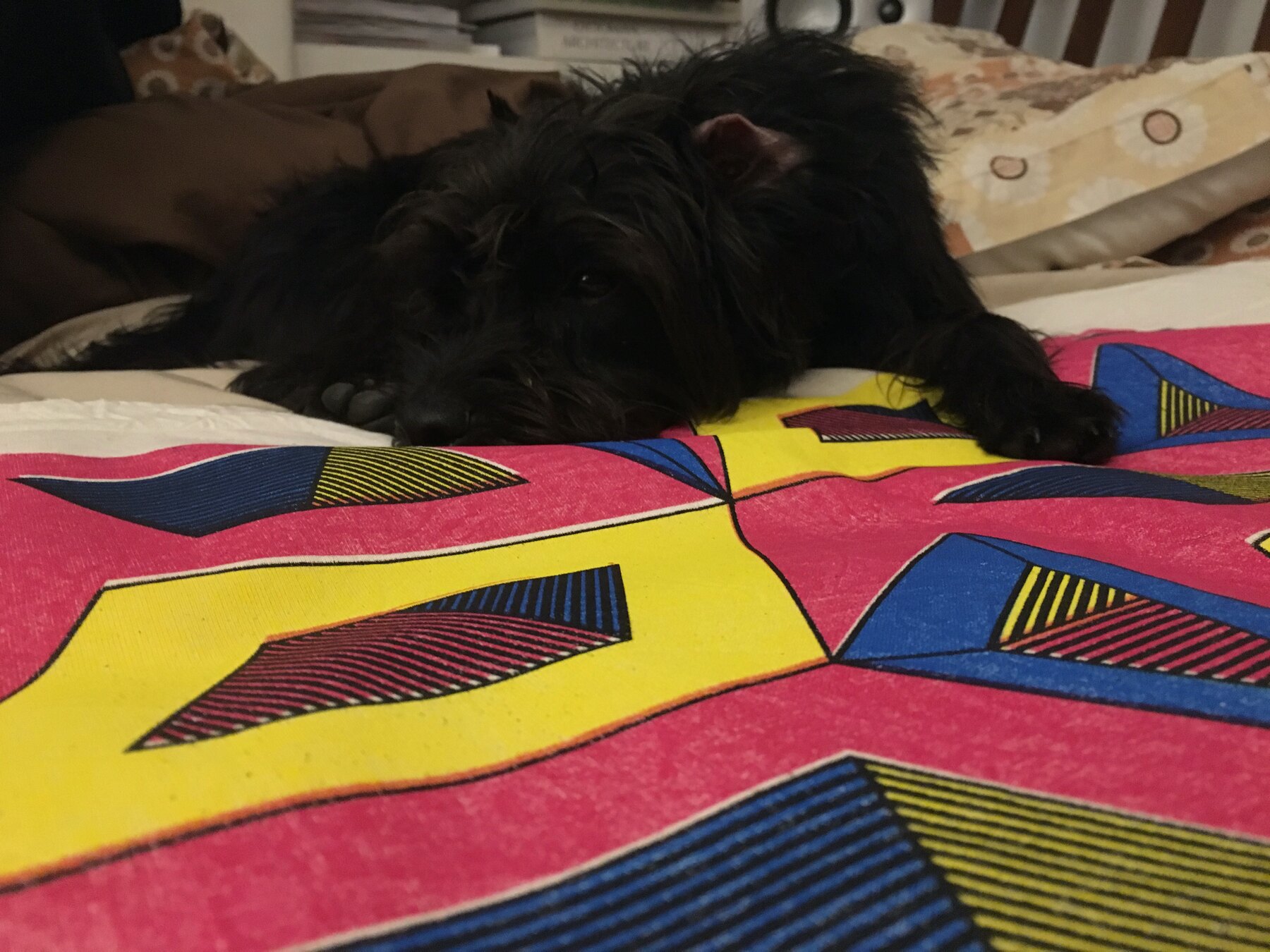 Printed fabric laid across a living room floor with Alan the dog asleep in the middle