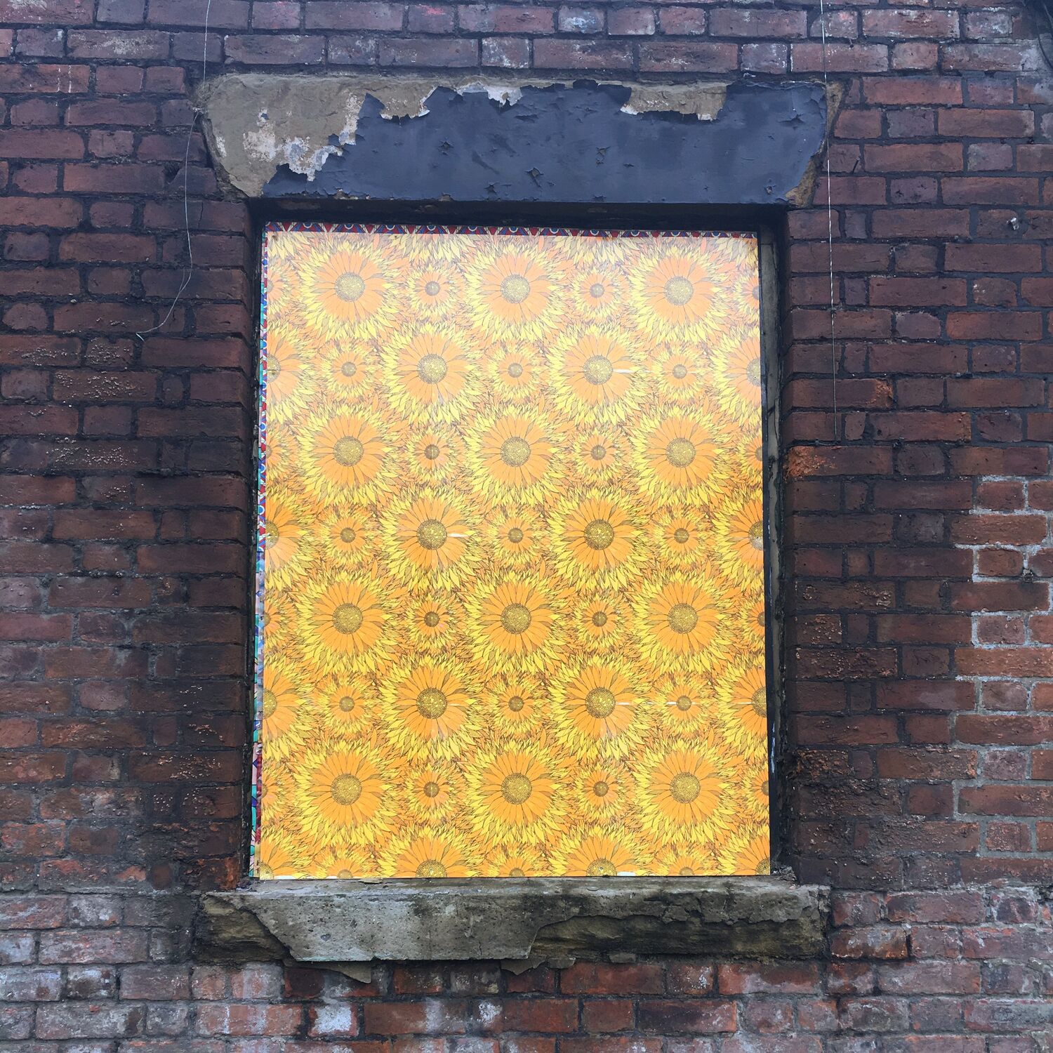 Sunflower wallpaper in the windows of a derelict building near Islington Mill