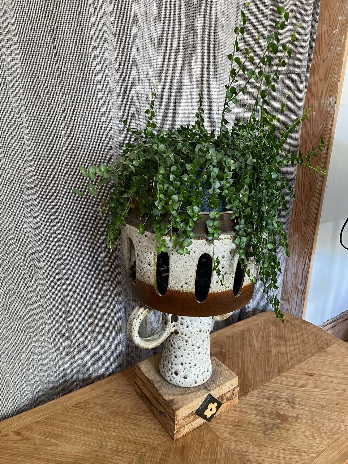 Lockdown plant pots, Moderate Studio journal, 2021