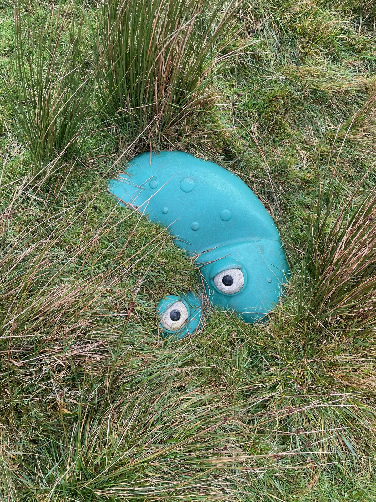 The blue form half hidden in the grass on the moor.